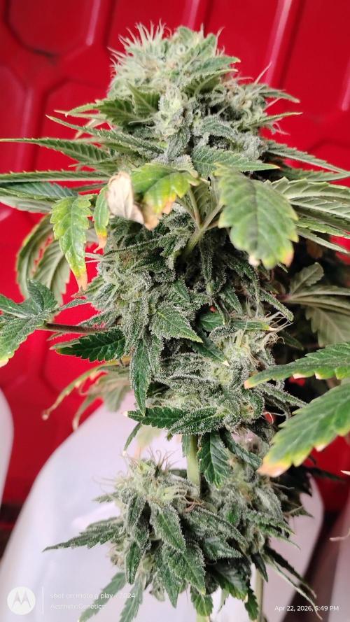 Eternity Grow Cup 2026. Week 14