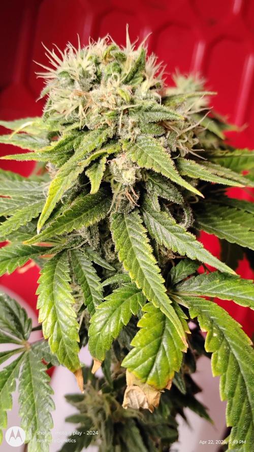 Eternity Grow Cup 2026. Week 14