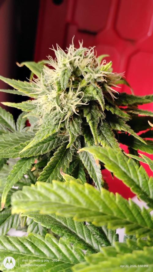 Eternity Grow Cup 2026. Week 14