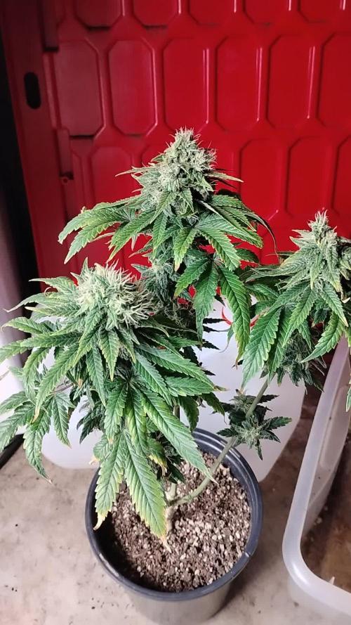 Eternity Grow Cup 2026
