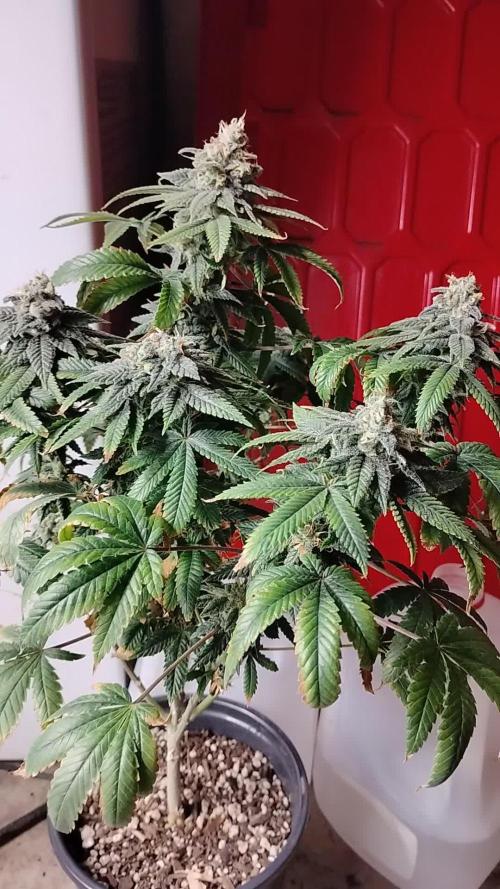 Izi Seeds- Permanent Blues