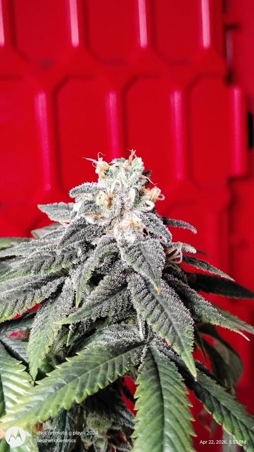 Izi Seeds- Permanent Blues. Week 14