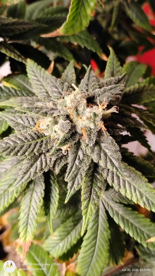 Izi Seeds- Permanent Blues. Week 14