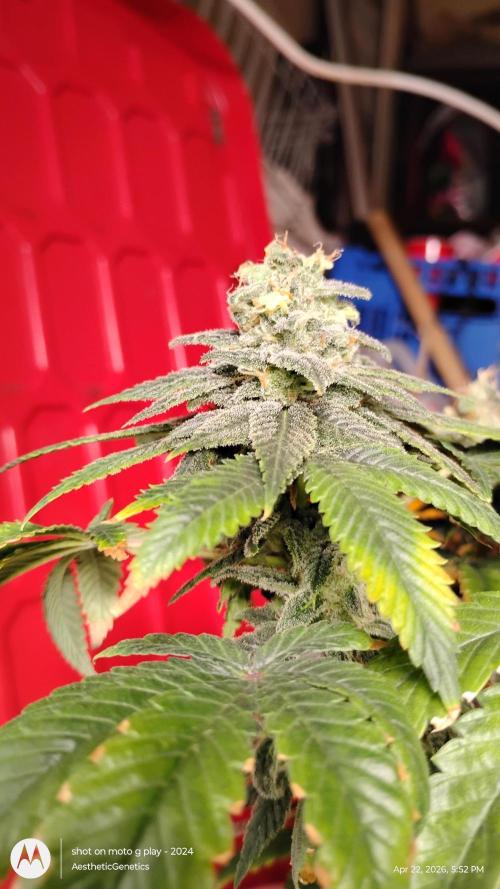 Izi Seeds- Permanent Blues. Week 14
