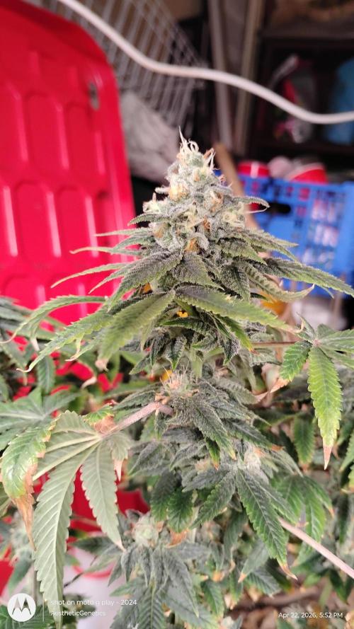 Izi Seeds- Permanent Blues. Week 14