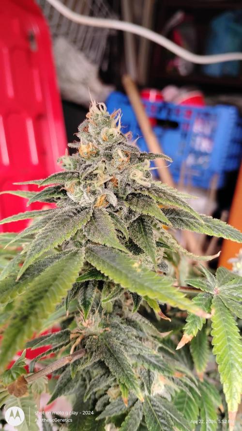 Izi Seeds- Permanent Blues. Week 14