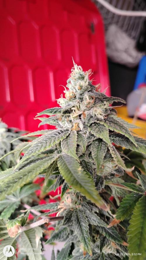 Izi Seeds- Permanent Blues. Week 14