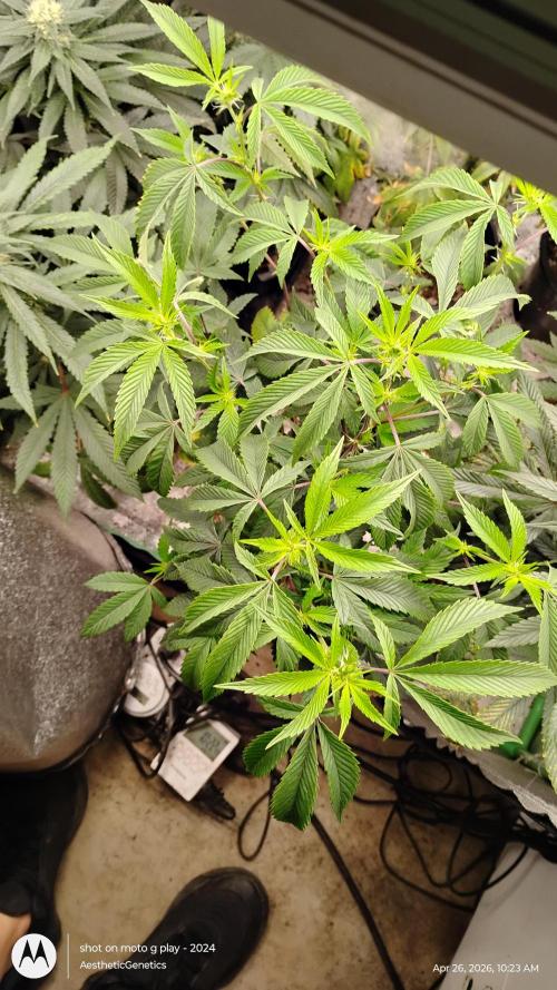 Real Deal OG Kush (PDX cut). Week 4