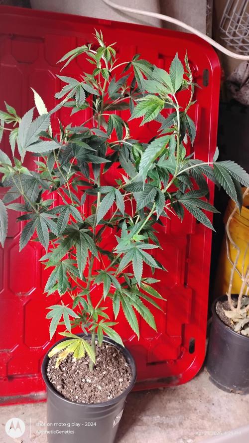 Real Deal Sour D ( notsodog cut). Week 4