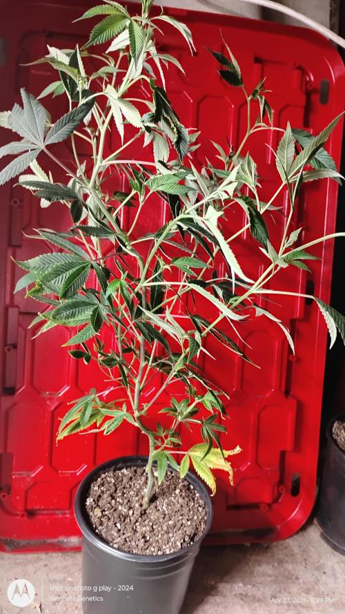 Real Deal Sour D ( notsodog cut). Week 4