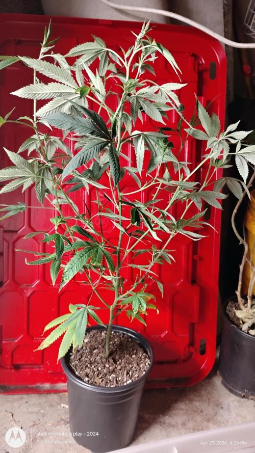 Real Deal Sour D ( notsodog cut). Week 4