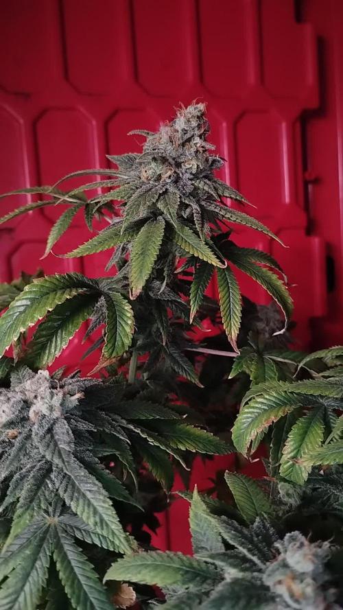 Izi Seeds- Permanent Blues