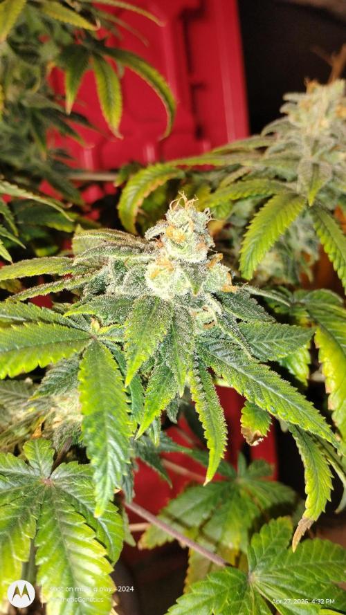 Izi Seeds- Permanent Blues. Week 15