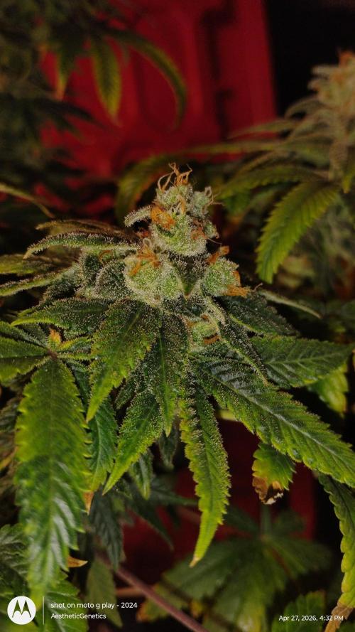 Izi Seeds- Permanent Blues. Week 15