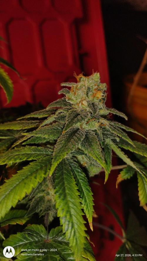 Izi Seeds- Permanent Blues. Week 15