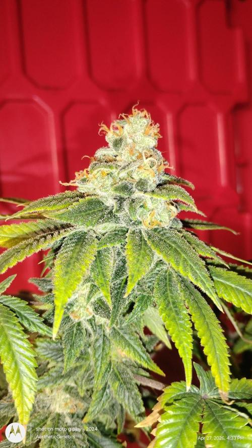 Izi Seeds- Permanent Blues. Week 15