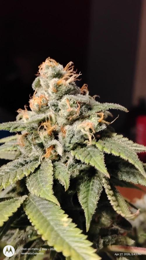 Izi Seeds- Permanent Blues. Week 15