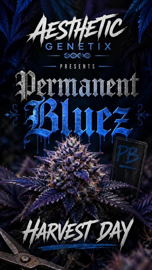 Izi Seeds- Permanent Blues. Week 15