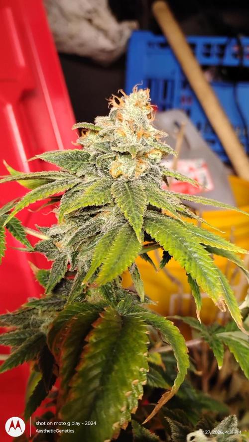 Izi Seeds- Permanent Blues. Week 15