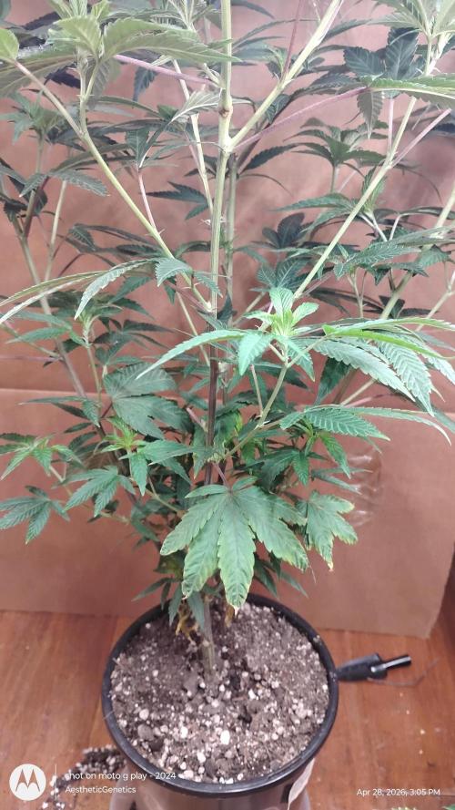 Legit SuperBoof Strain of The Year. Week 3