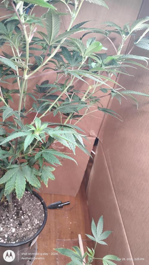 Legit SuperBoof Strain of The Year. Week 3