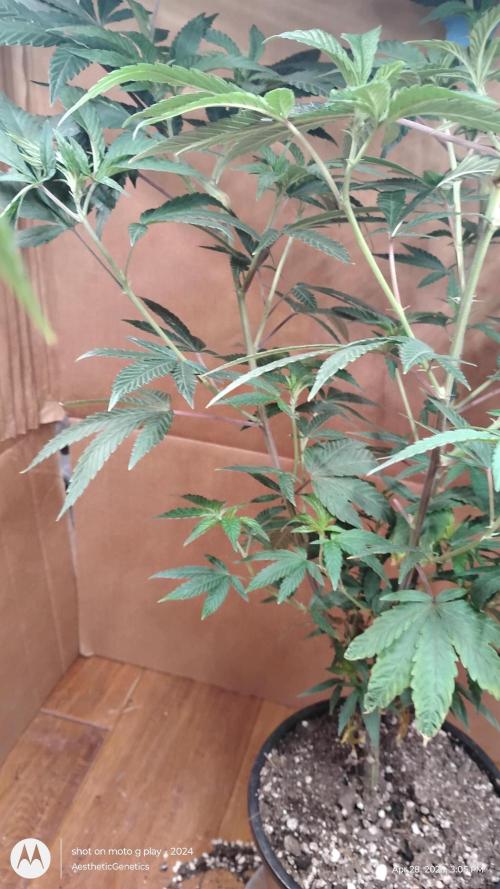 Legit SuperBoof Strain of The Year. Week 3