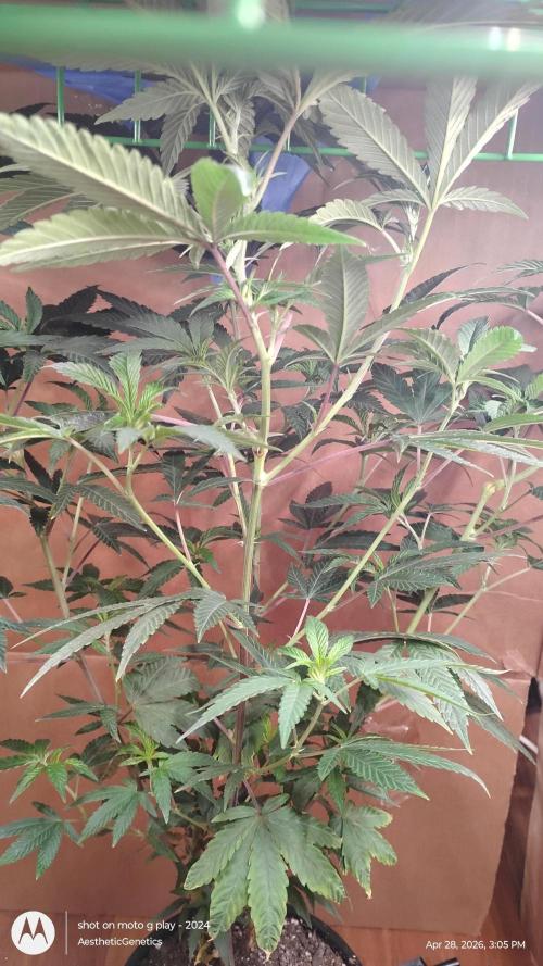 SUPERBOOF . Week 3