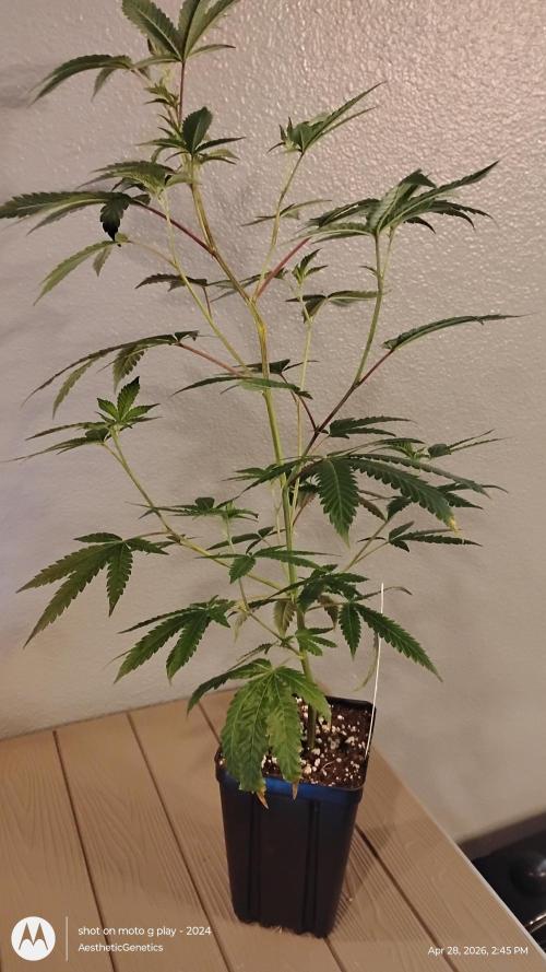 Spritzer Cannarado. Week 3