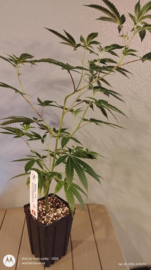 Spritzer Cannarado. Week 3