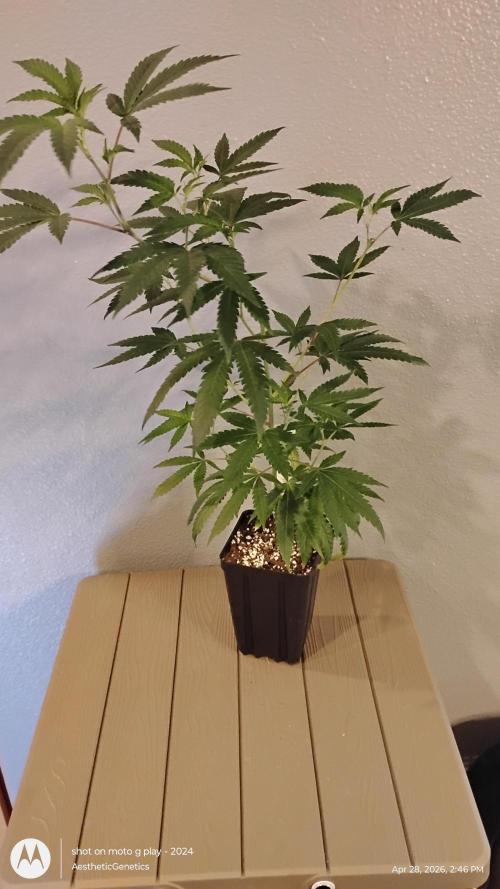 Spritzer Cannarado. Week 3
