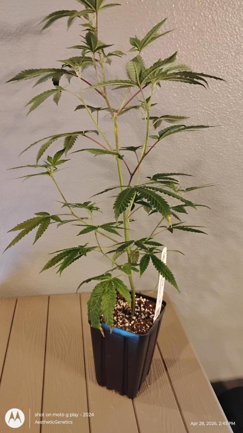 Spritzer. Week 3