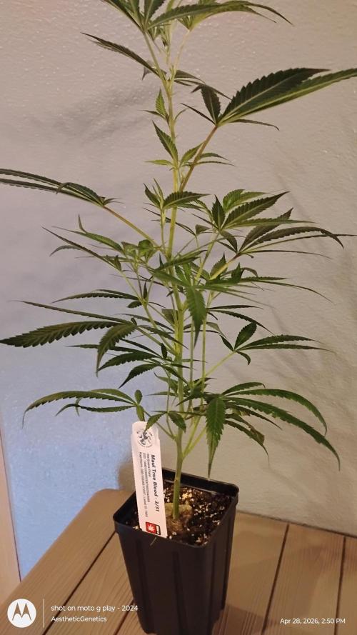 Maui True Blood. Week 2