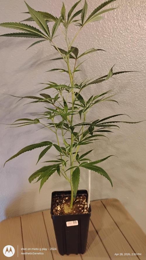 Maui True Blood. Week 2