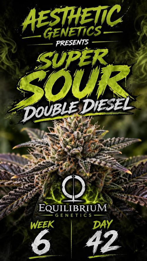 Super Sour Double Diesel Seed Hunt. Week 9