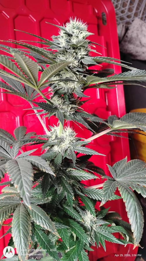 Super Sour Double Diesel Seed Hunt. Week 9