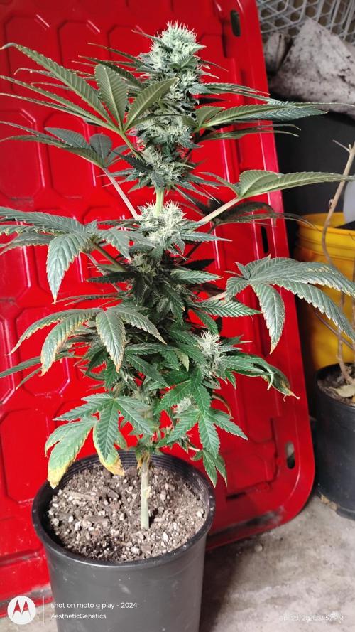 Super Sour Double Diesel Seed Hunt. Week 9