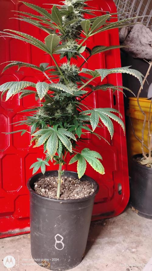 Super Sour Double Diesel Seed Hunt. Week 9
