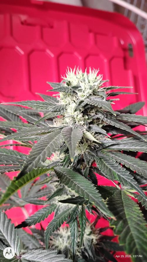 Super Sour Double Diesel Seed Hunt. Week 9