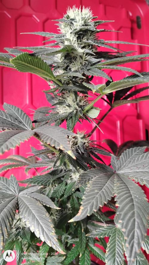 Super Sour Double Diesel Seed Hunt. Week 9