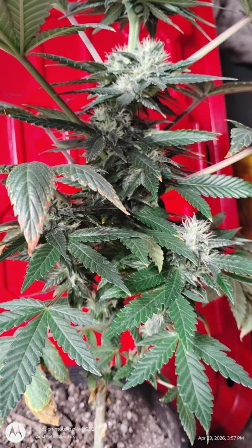 Super Sour Double Diesel Seed Hunt. Week 9