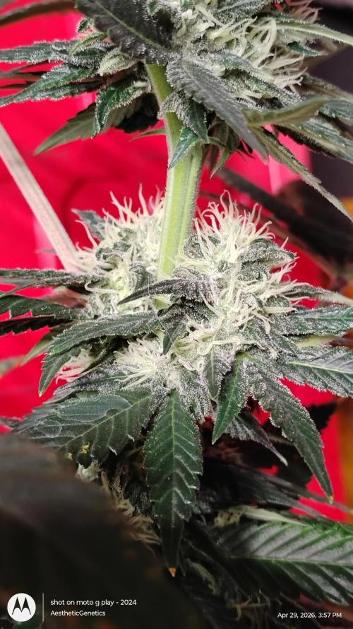 Super Sour Double Diesel Seed Hunt. Week 9