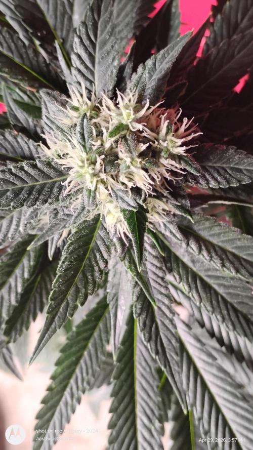 Super Sour Double Diesel Seed Hunt. Week 9