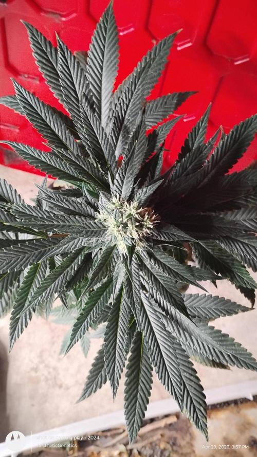 Super Sour Double Diesel Seed Hunt. Week 9