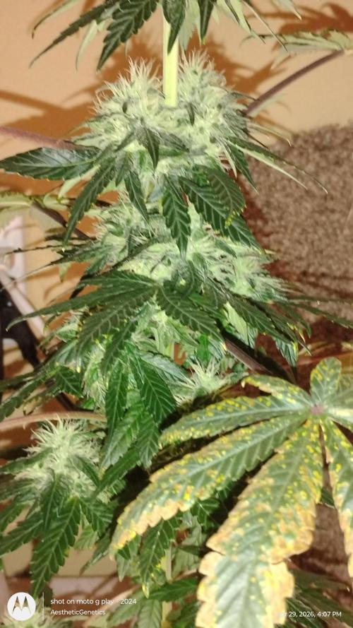 Super Sour Double Diesel Seed Hunt. Week 9
