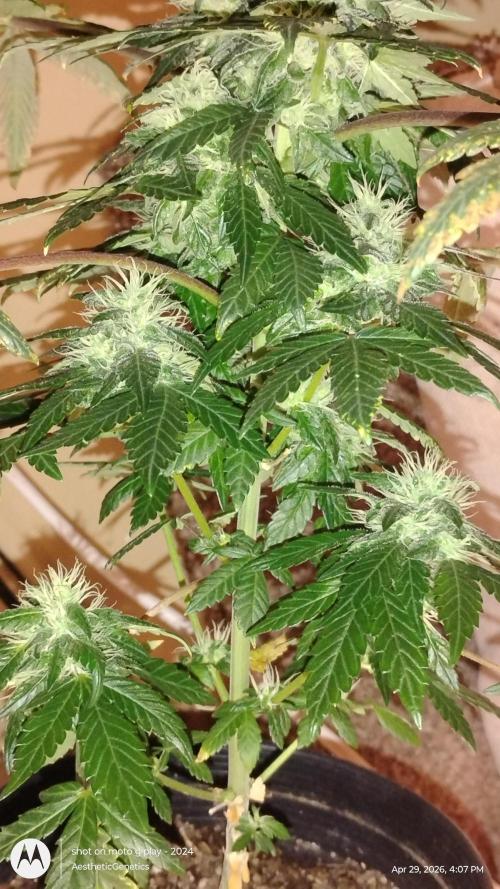 Super Sour Double Diesel Seed Hunt. Week 9