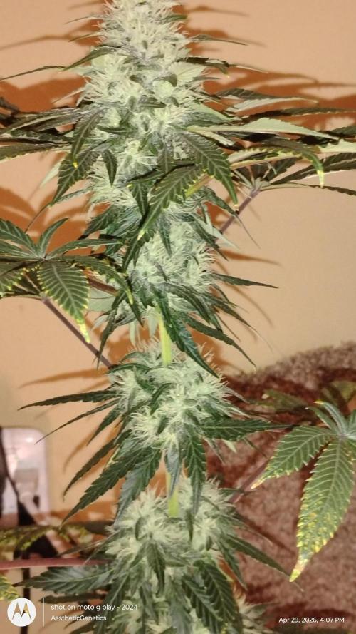 Super Sour Double Diesel Seed Hunt. Week 9