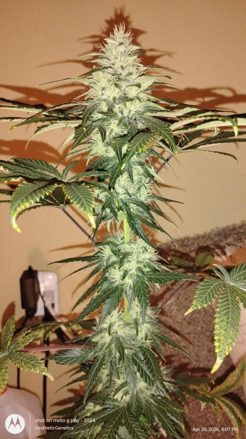 Super Sour Double Diesel Seed Hunt. Week 9