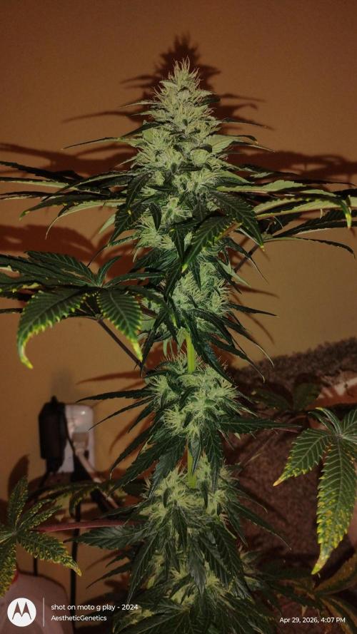 Super Sour Double Diesel Seed Hunt. Week 9