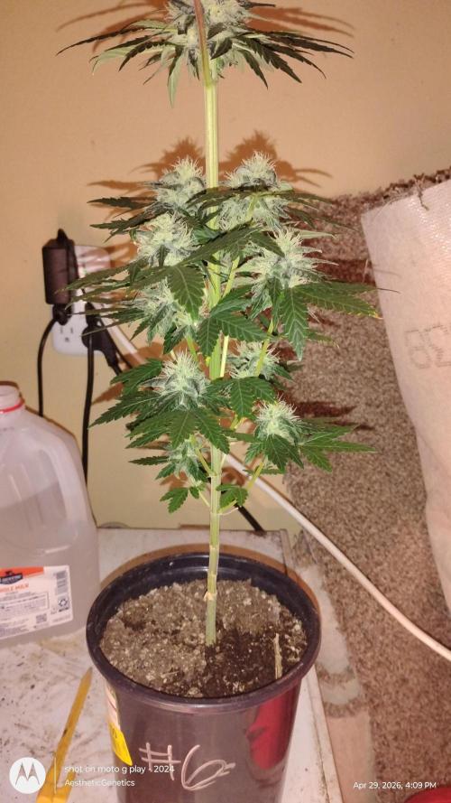 Super Sour Double Diesel Seed Hunt. Week 9