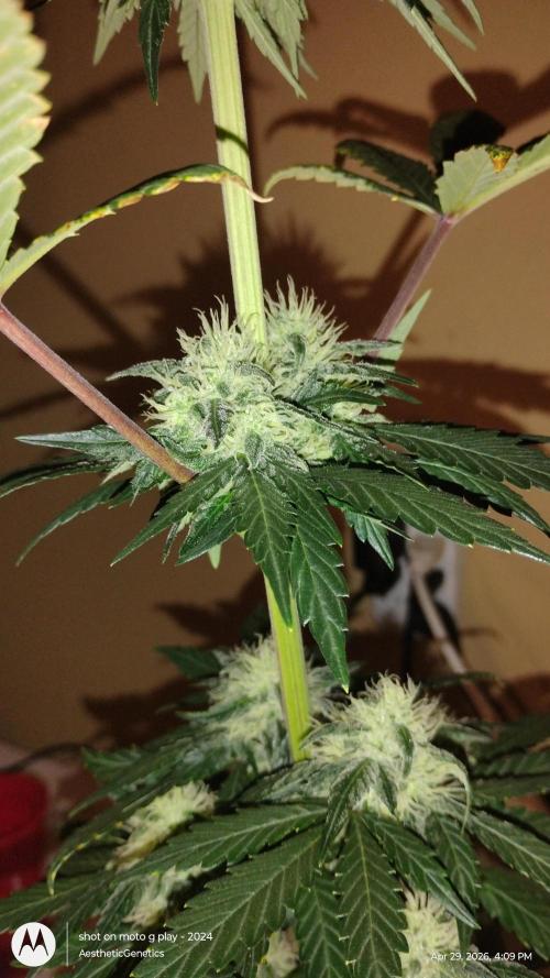 Super Sour Double Diesel Seed Hunt. Week 9